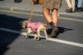 Climate Change protest dog wearing Extinction Rebellion coat at a demonstration march through London