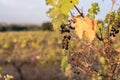 Climate change ruins the grape harvest due to drought