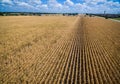 Climate Change Wide Spread Dread Fields of Dead Crops Royalty Free Stock Photo