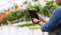 Climate control in modern greenhouse. African american girl with smart watch works with tablet