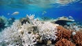 climate coral bleaching