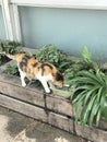 Orange-black cat is drinking water in hot weather , Israel