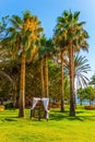 Climatic cabin in a palm grove