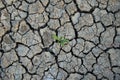 Climatic changes. Dry cracked earth with plant struggling for life. Royalty Free Stock Photo