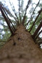 Climb in a very tall tree Royalty Free Stock Photo