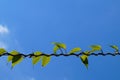 Climber branch of kiwi. A characteristic way of entangling around a branch support