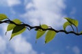 Climber branch of kiwi. A characteristic way of entangling around a branch support