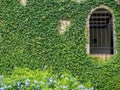 Climber green plant with old wall and window background.Old brick wall with green tree. Royalty Free Stock Photo