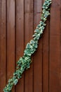 Climber Ivy plant Hedera helix, White Wonder climbing on wooden brown painted fence.