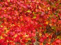 Climbing plant Parthenocissus tricuspidata in fall, vivid red and yellow colors, natural texture, close-up, boston ivy Royalty Free Stock Photo