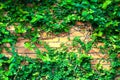 Climber plant on red brick wall background. Green leaf texture Royalty Free Stock Photo