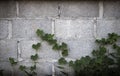 Climber Plants Living in the City