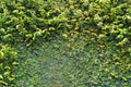 Climber plants on wall