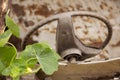 Climber tree on the old steering wheel of a rusting car in a far Royalty Free Stock Photo