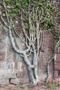 Climbering tree at the old stone wall Royalty Free Stock Photo