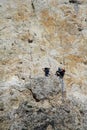 Climbers on alpinist wall route Royalty Free Stock Photo