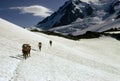 Climbers, descending on glacier