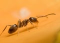 Climbing ant Royalty Free Stock Photo