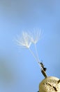 Climbing ant on dried dandelion Royalty Free Stock Photo