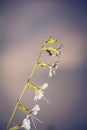 A climbing ant on a gentle flower Royalty Free Stock Photo