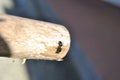 Climbing ant on wood stick Royalty Free Stock Photo