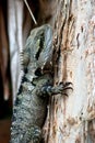 Climbing Australian Water Dragon Royalty Free Stock Photo