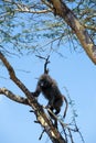 Climbing Baboon