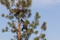 Climbing Baby Bears