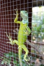 Fijian banded iguana, Kula eco park Royalty Free Stock Photo