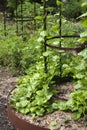 Climbing basella alba or malabar spinach in veggie patch Royalty Free Stock Photo