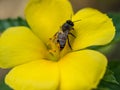 Climbing bee on the yellow flower. Royalty Free Stock Photo