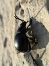 Climbing beetle reflecting silhouette