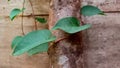 Climbing Binahong Leaves on Wood