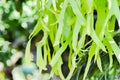 Climbing Bird's Nest Fern