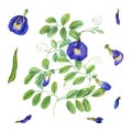 Climbing blue clitoria ternatea in full bloom. Green leaves, flowers, buds. Dried flower, pod, leaf. Bending branches of Asian