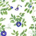 Climbing blue clitoria ternatea in full bloom. Seamless pattern with green leaves, flowers. Bending branches of Asian