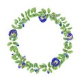 Climbing blue clitoria ternatea wreath. Green leaves, flowers, buds. Blooming branches of Asian plant. Butterfly pea flower.