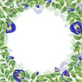 Climbing blue flower wreath. Green leaves, flower, buds. Blooming branches of Asian plant. Butterfly pea flower