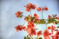 Climbing Boagainvillea plant with papery thin pink petals