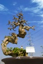 Climbing bonsai