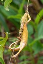 Climbing chameleon