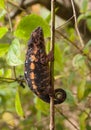 Climbing Chameleon