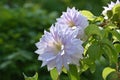 Climbing Double Clematis Vine Blooming and Flowering