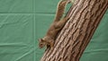 ) is climbing down a textured tree trunk, displaying its bushy tail Royalty Free Stock Photo