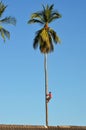 Climbing down from the top of a palm tree