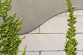 Climbing Ficus on concrete wall