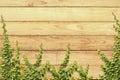 Climbing Ficus pumila on wood wall