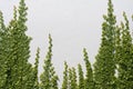 Climbing Ficus pumila on wall Royalty Free Stock Photo