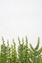 Climbing Ficus pumila on white wall