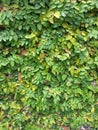 Green wall Royalty Free Stock Photo